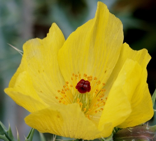 Argemone mexicana (Mexican Poppy) — photo
