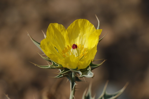Papaveraceae