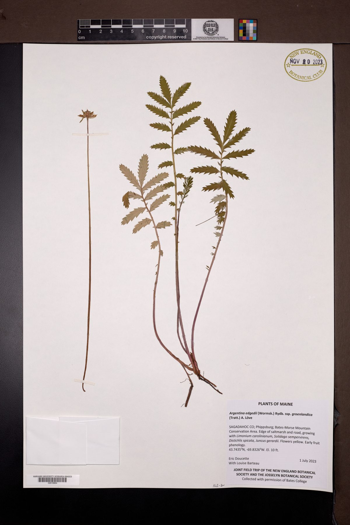 Argentina egedei (Pacific silverweed) — photo