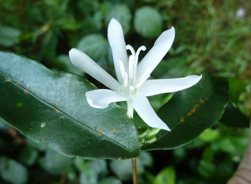 Argocoffeopsis afzelii — photo