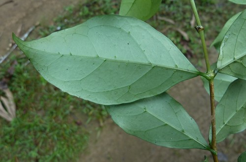 Argocoffeopsis afzelii — photo