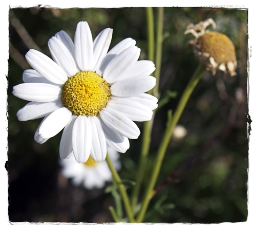 Argyranthemum foeniculaceum (Tenerife daisy) — photo