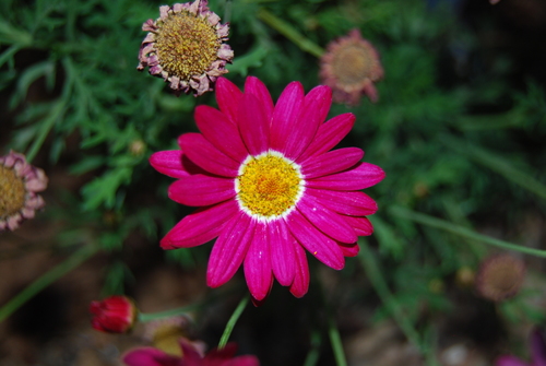 Argyranthemum frutescens (Marguerite daisy) — photo