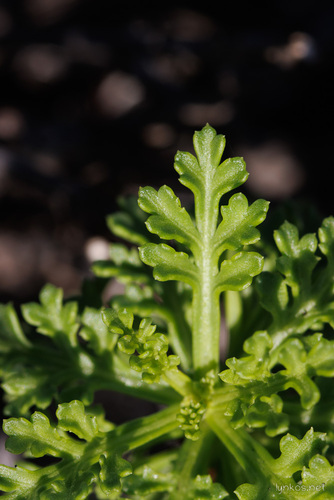 Argyranthemum frutescens (Marguerite daisy) — photo