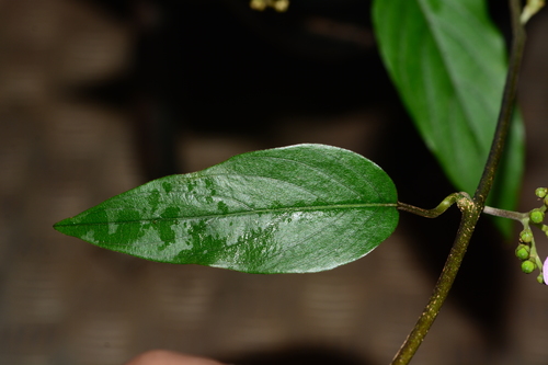 Argyreia elliptica (Oval leaved silverweed) — photo