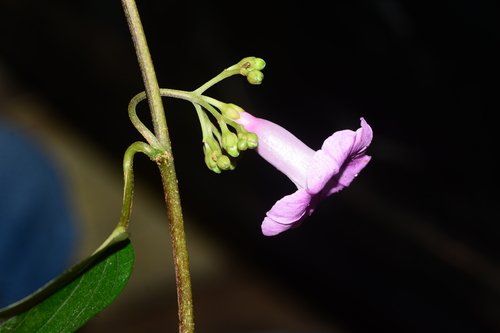 Argyreia elliptica (Oval leaved silverweed) — photo