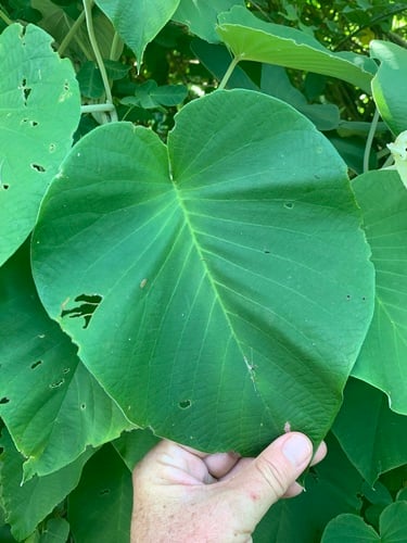 Argyreia nervosa