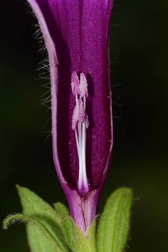 Argyreia pilosa — photo