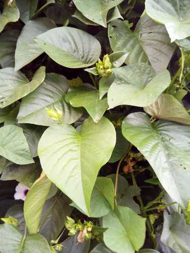 Argyreia populifolia — photo