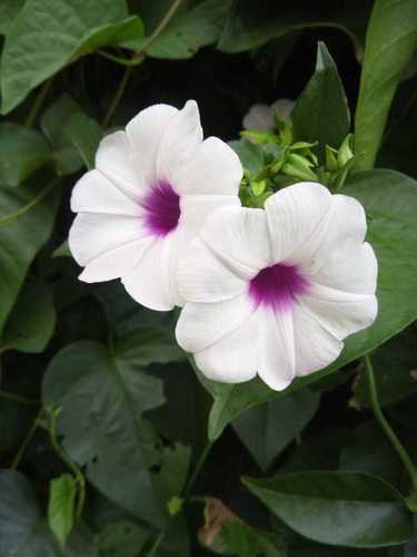 Argyreia populifolia