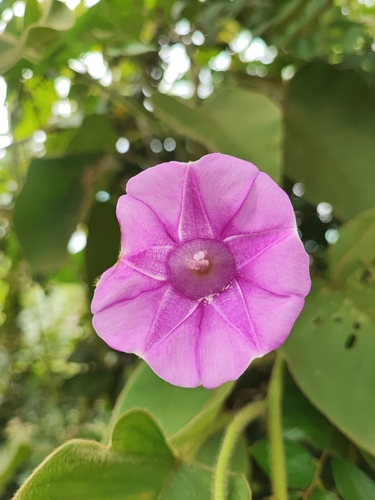 Argyreia strigosa