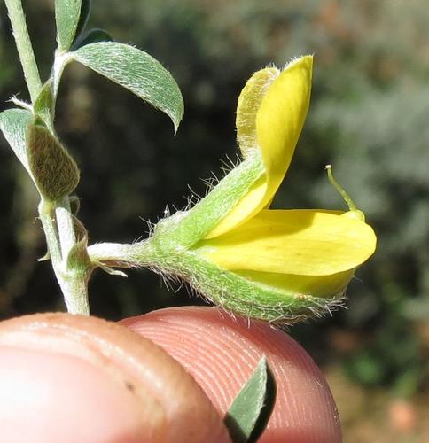 Argyrolobium argenteum — photo