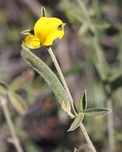 Argyrolobium argenteum — photo