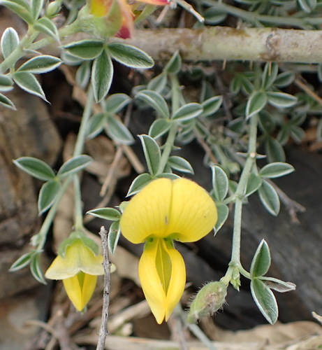 Argyrolobium argenteum
