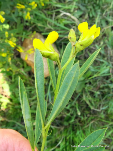 Argyrolobium baptisioides