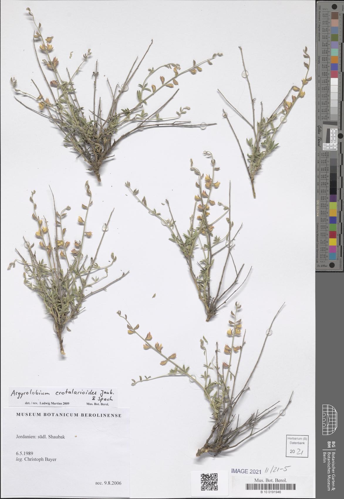 Argyrolobium crotalarioides — photo