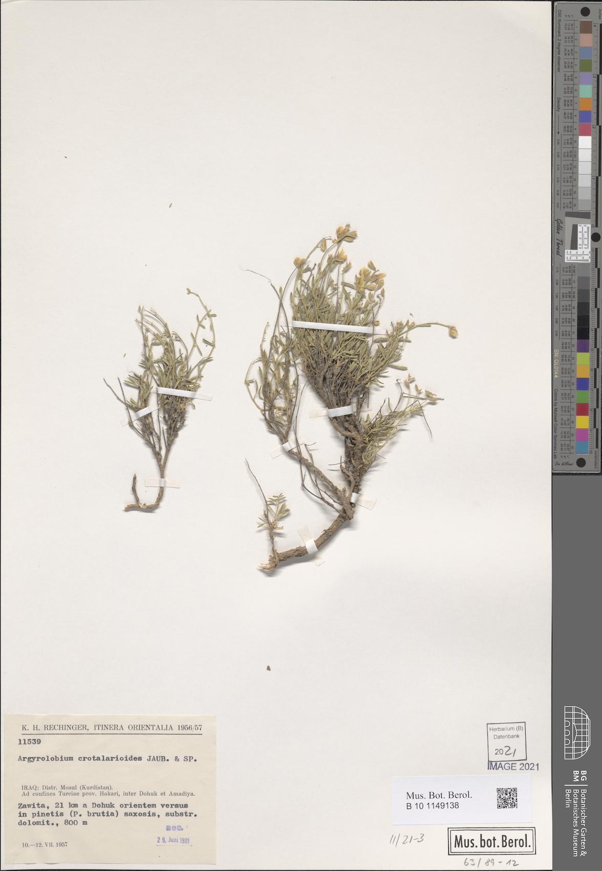 Argyrolobium crotalarioides — photo