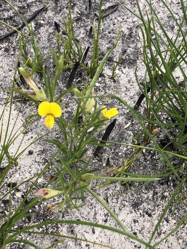Argyrolobium harveyanum — photo