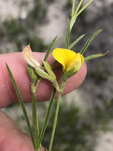 Argyrolobium harveyanum