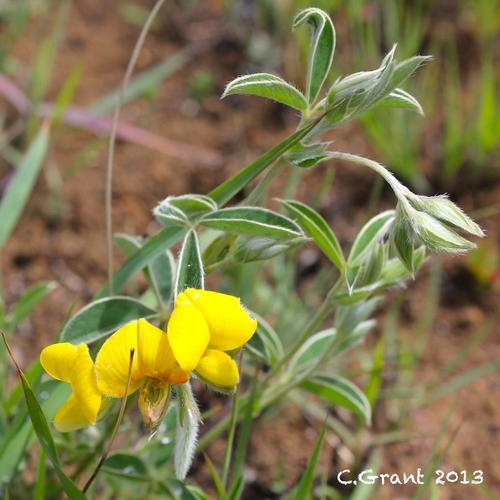 Argyrolobium marginatum