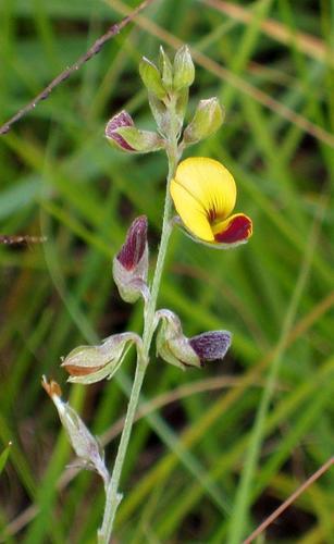 Argyrolobium tuberosum (Little russet pea) — photo