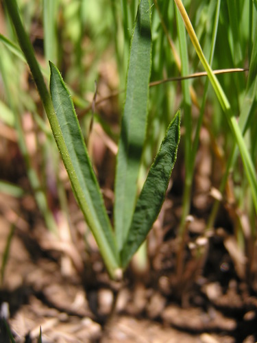Argyrolobium tuberosum (Little russet pea) — photo