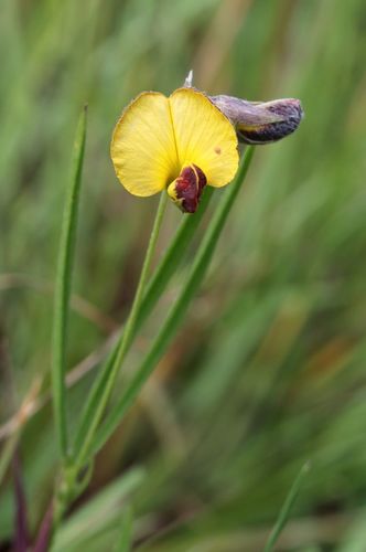Argyrolobium tuberosum
