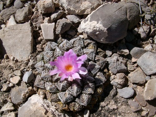 Ariocarpus fissuratus (False peyote) — photo