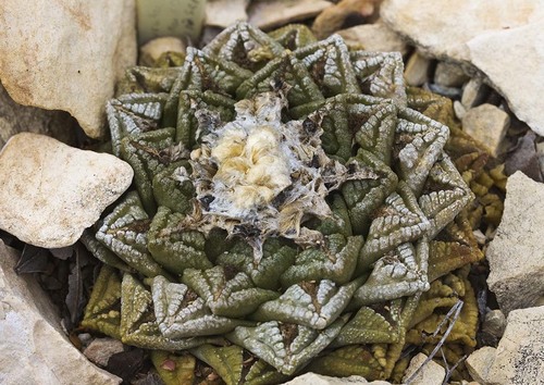 Ariocarpus fissuratus (False peyote) — photo