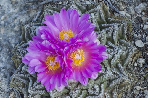 Cactaceae