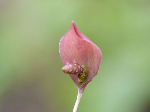Ariopsis peltata (Shield leaf Ariopsis) — photo