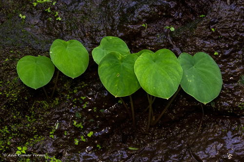 Ariopsis peltata (Shield leaf Ariopsis) — photo