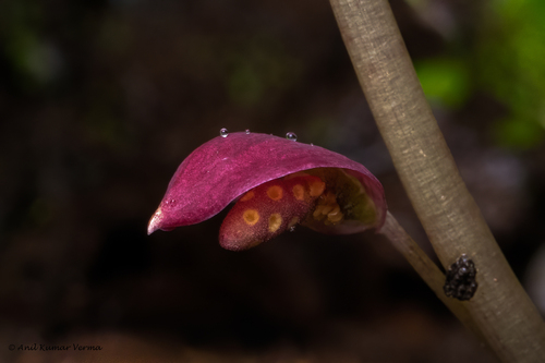 Ariopsis peltata