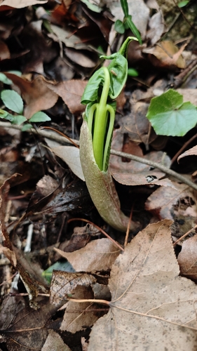 Arisaema amurense (Cobra lilies) — photo