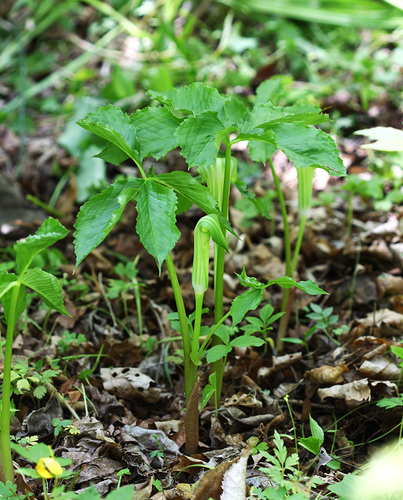 Arisaema amurense (Cobra lilies) — photo