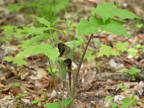 Arisaema atrorubens (Jack-in-the-pulpit) — photo