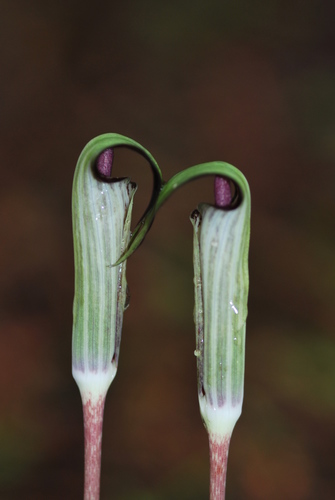 Arisaema atrorubens