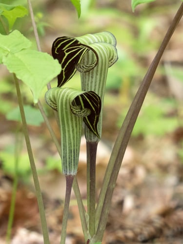 Arisaema atrorubens (Jack-in-the-pulpit) — photo