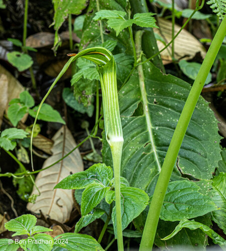 Arisaema concinnum (Chinese cobra lily) — photo