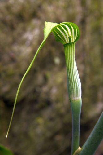 Arisaema concinnum (Chinese cobra lily) — photo
