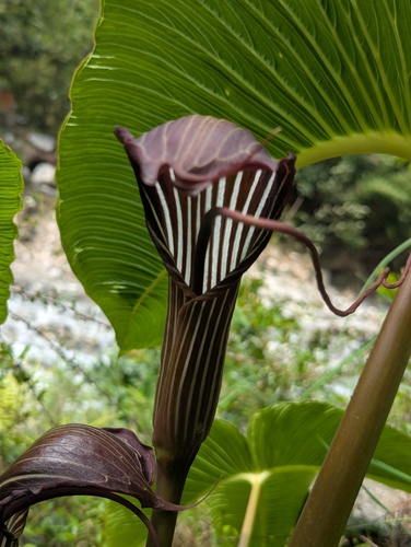 Arisaema costatum — photo