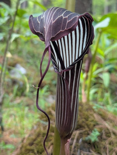 Arisaema costatum — photo