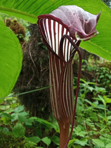 Arisaema costatum