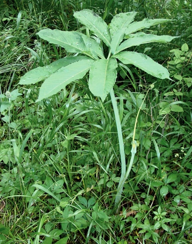 Arisaema dracontium (Green dragon) — photo