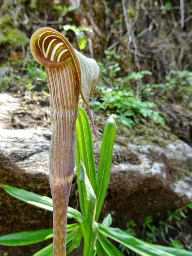 Arisaema erubescens (Blushing cobra lily) — photo