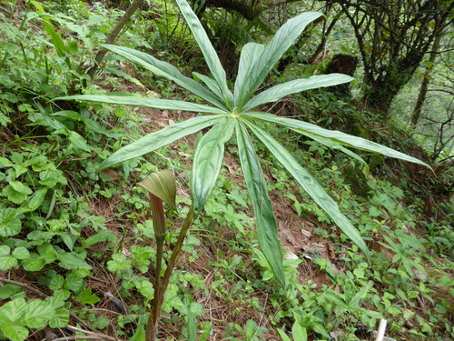 Arisaema erubescens (Blushing cobra lily) — photo