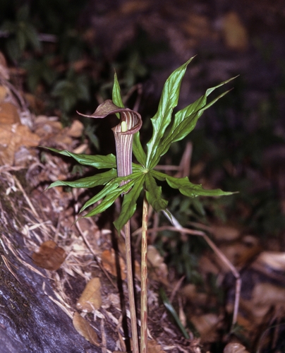 Arisaema erubescens
