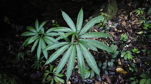 Arisaema heterophyllum (Dancing crane cobra lily) — photo