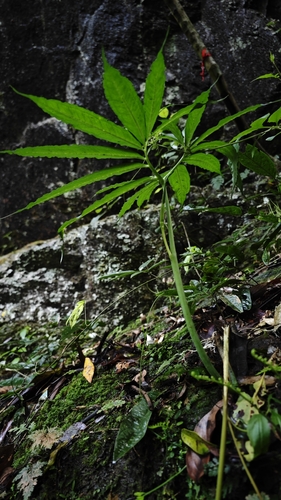 Arisaema heterophyllum (Dancing crane cobra lily) — photo