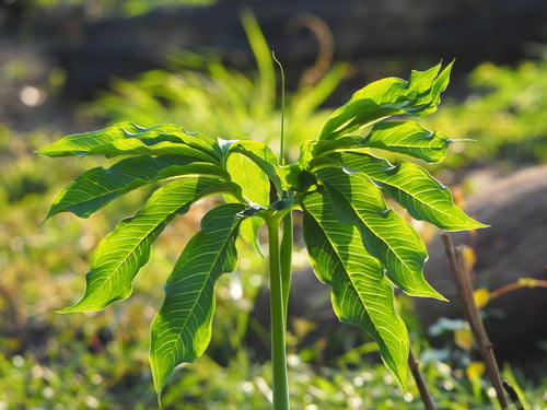 Arisaema heterophyllum